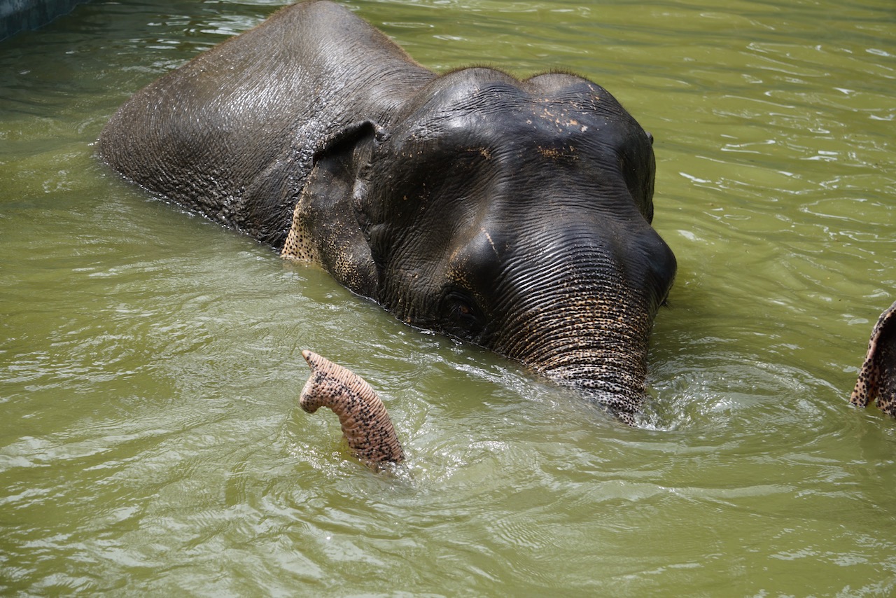 Elephant sanctuary