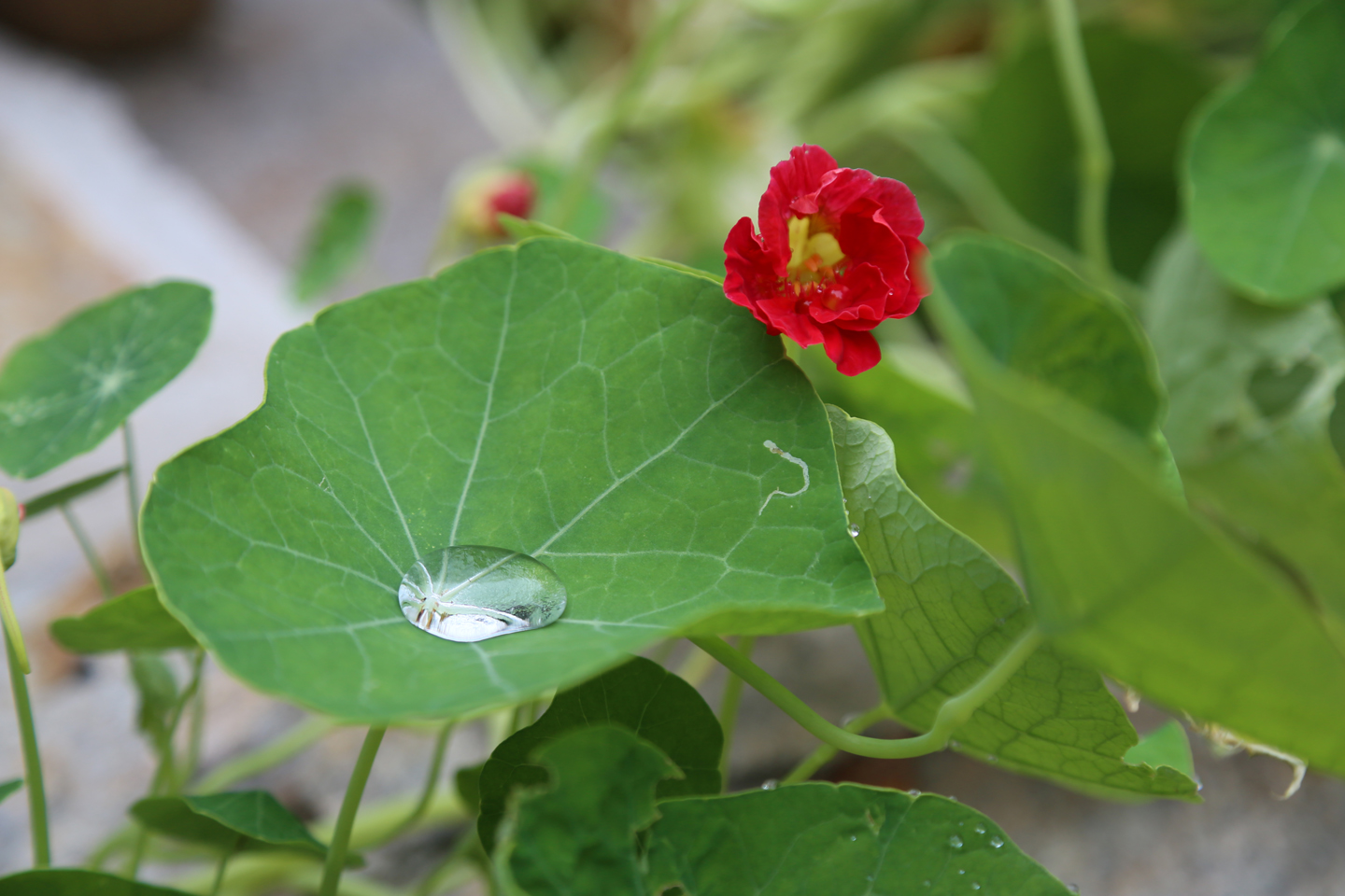 Dewy nasturtium