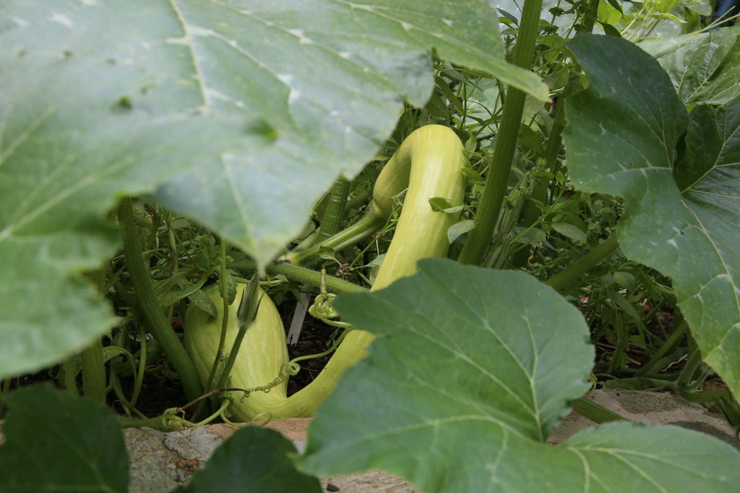 Green squash