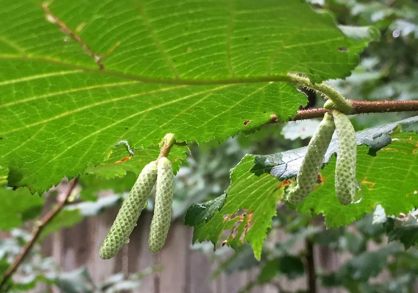 Hazelnut catkins