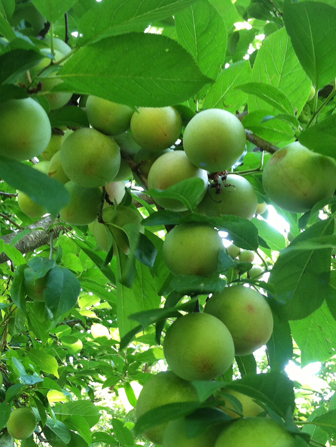Plums