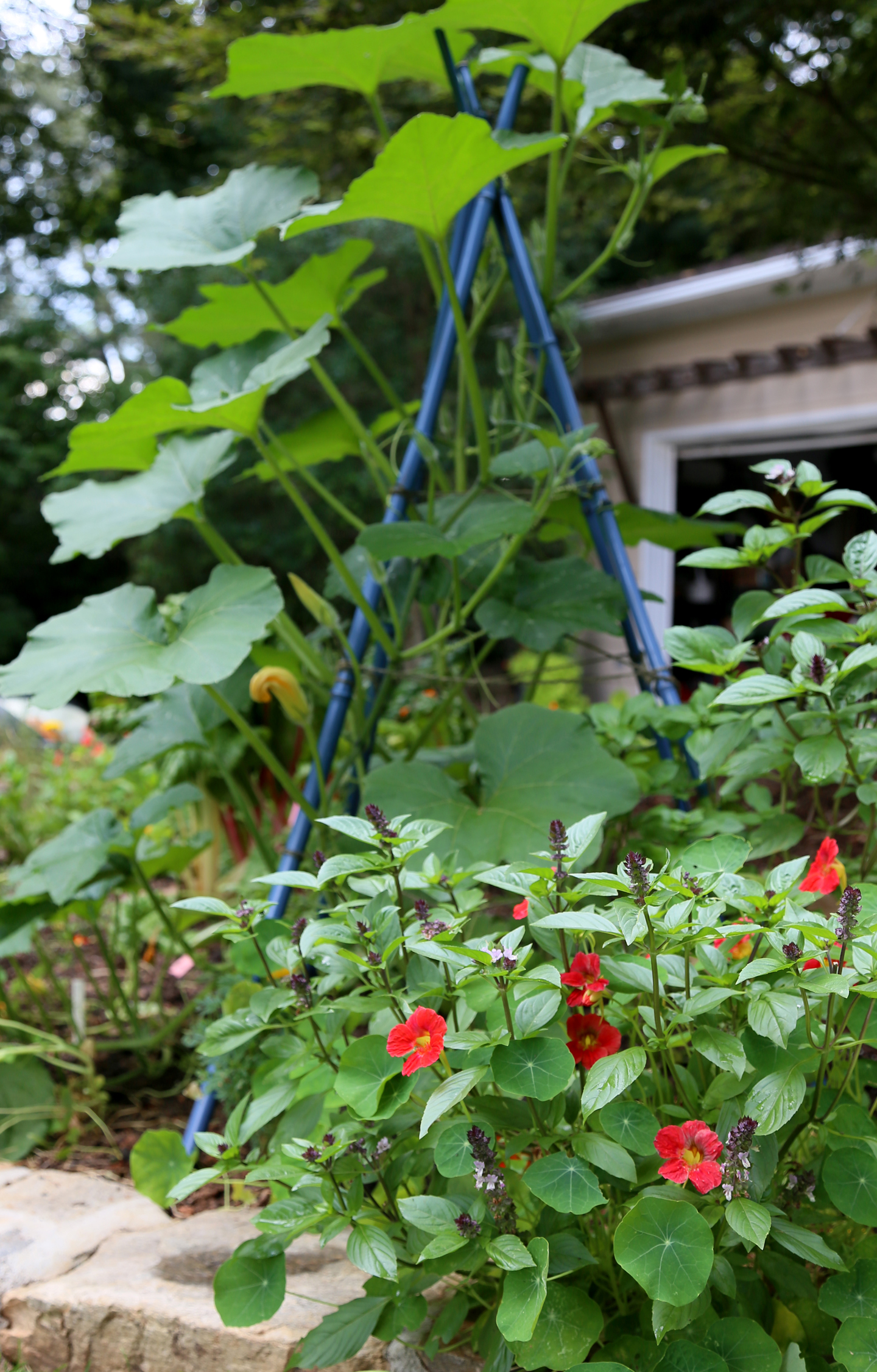 Blue inadequate trellis