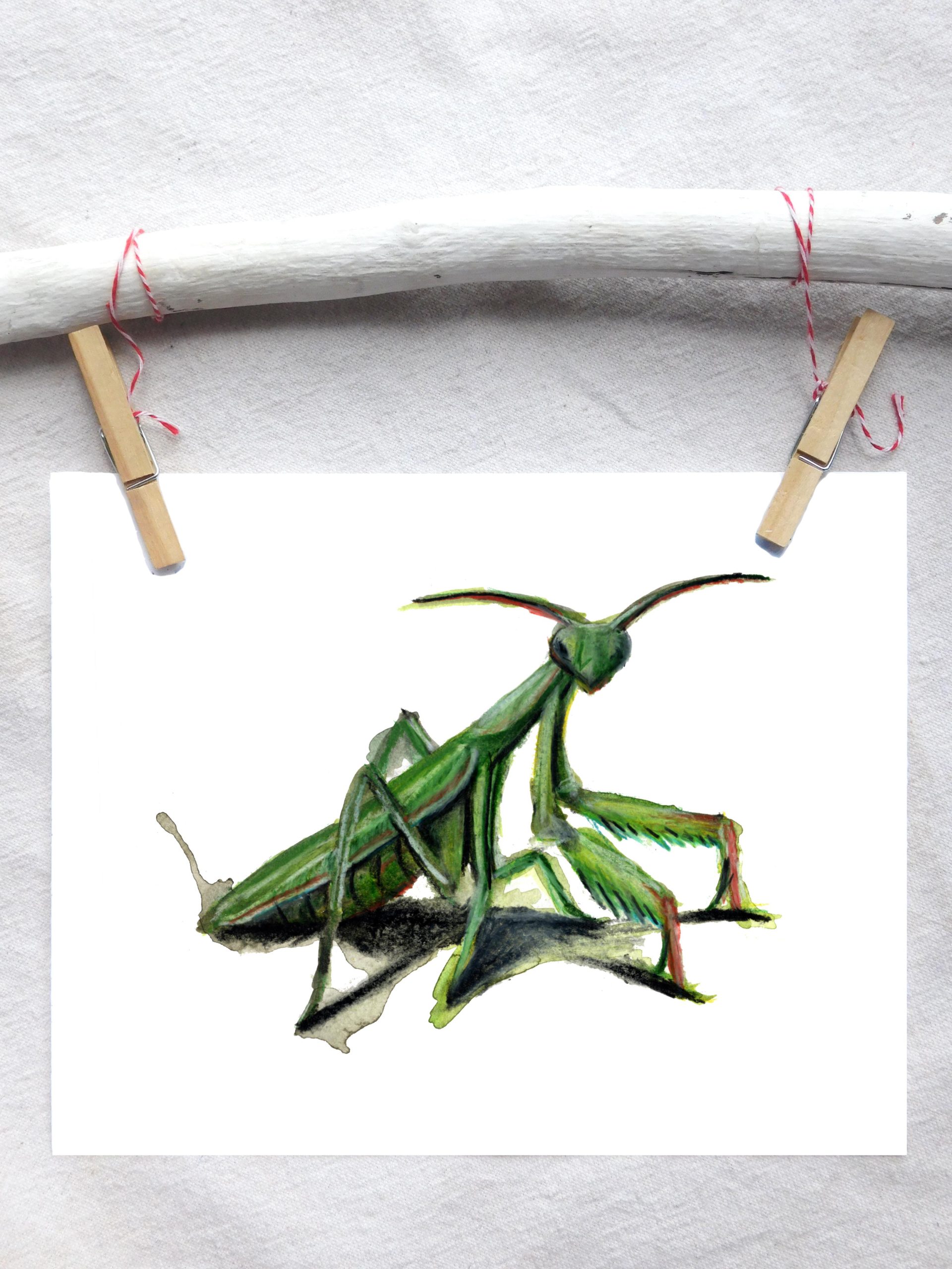 European mantis