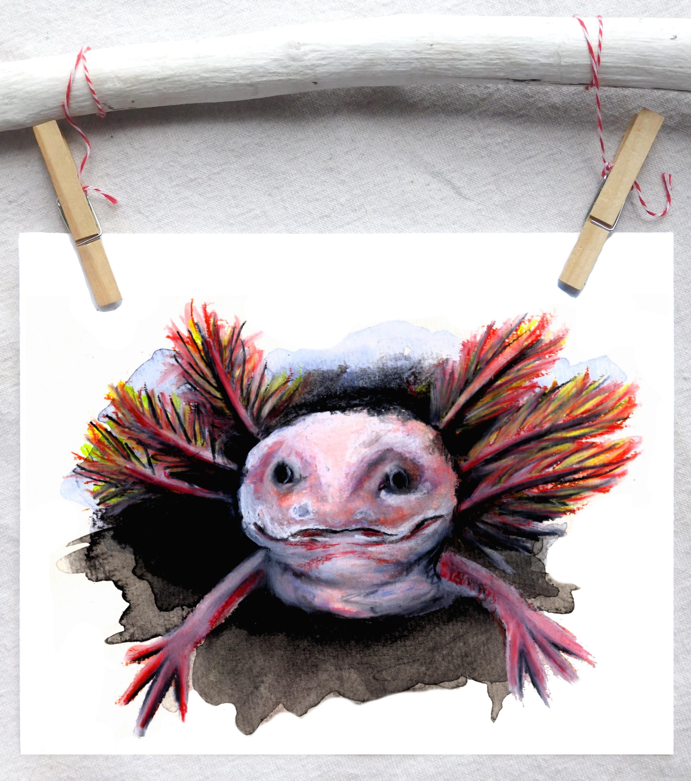Axolotl
