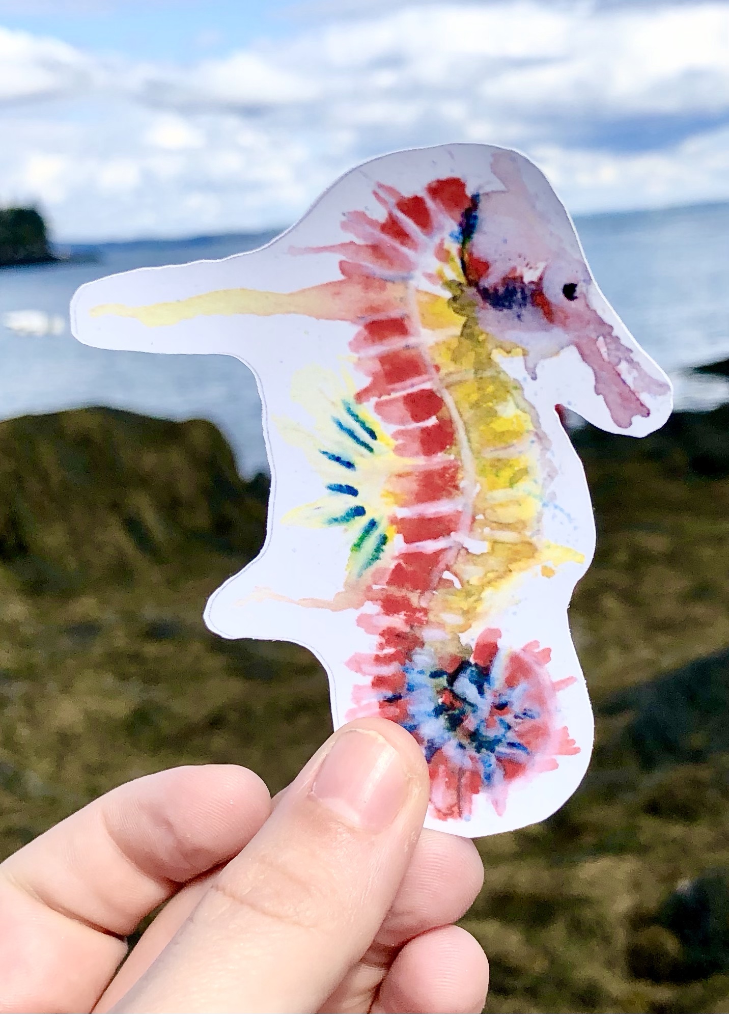 Common seahorse sticker