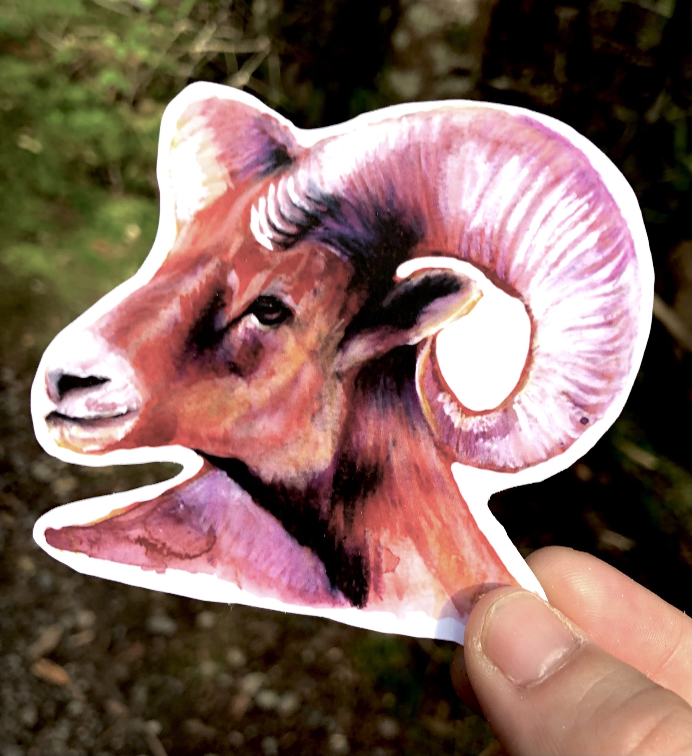 Big horn sheep sticker