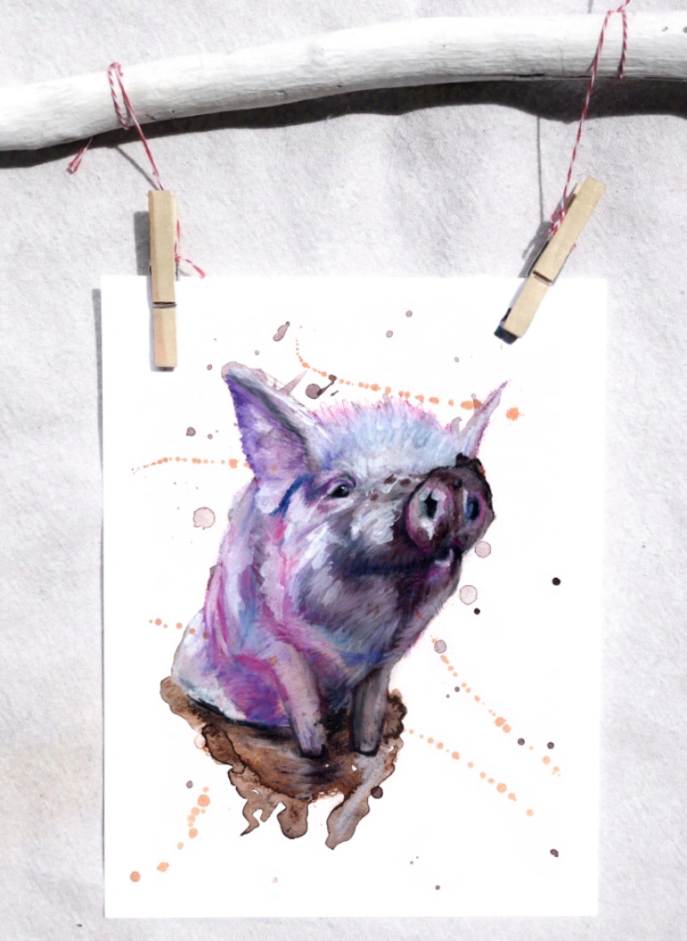 Large White pig