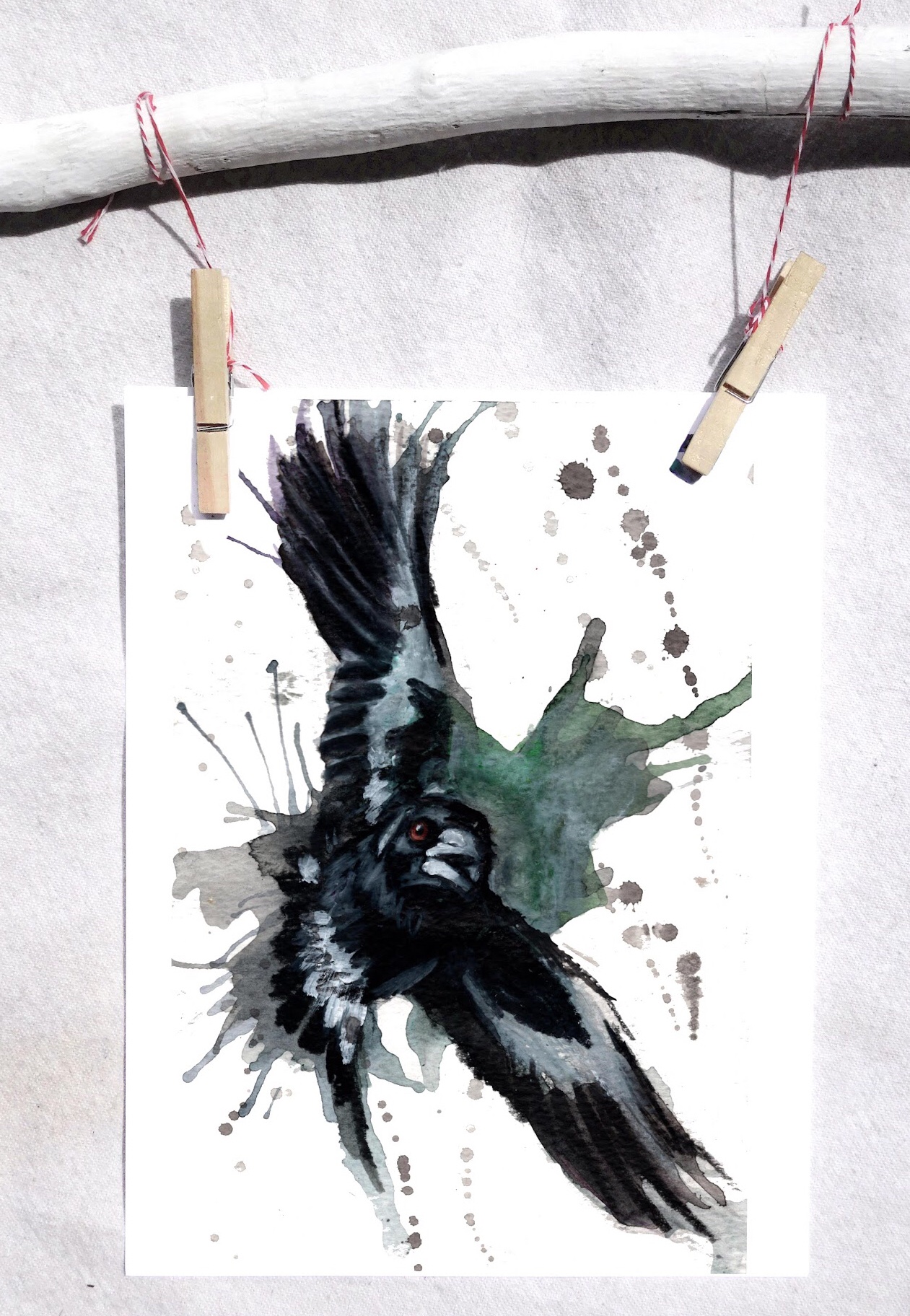 Australian magpie