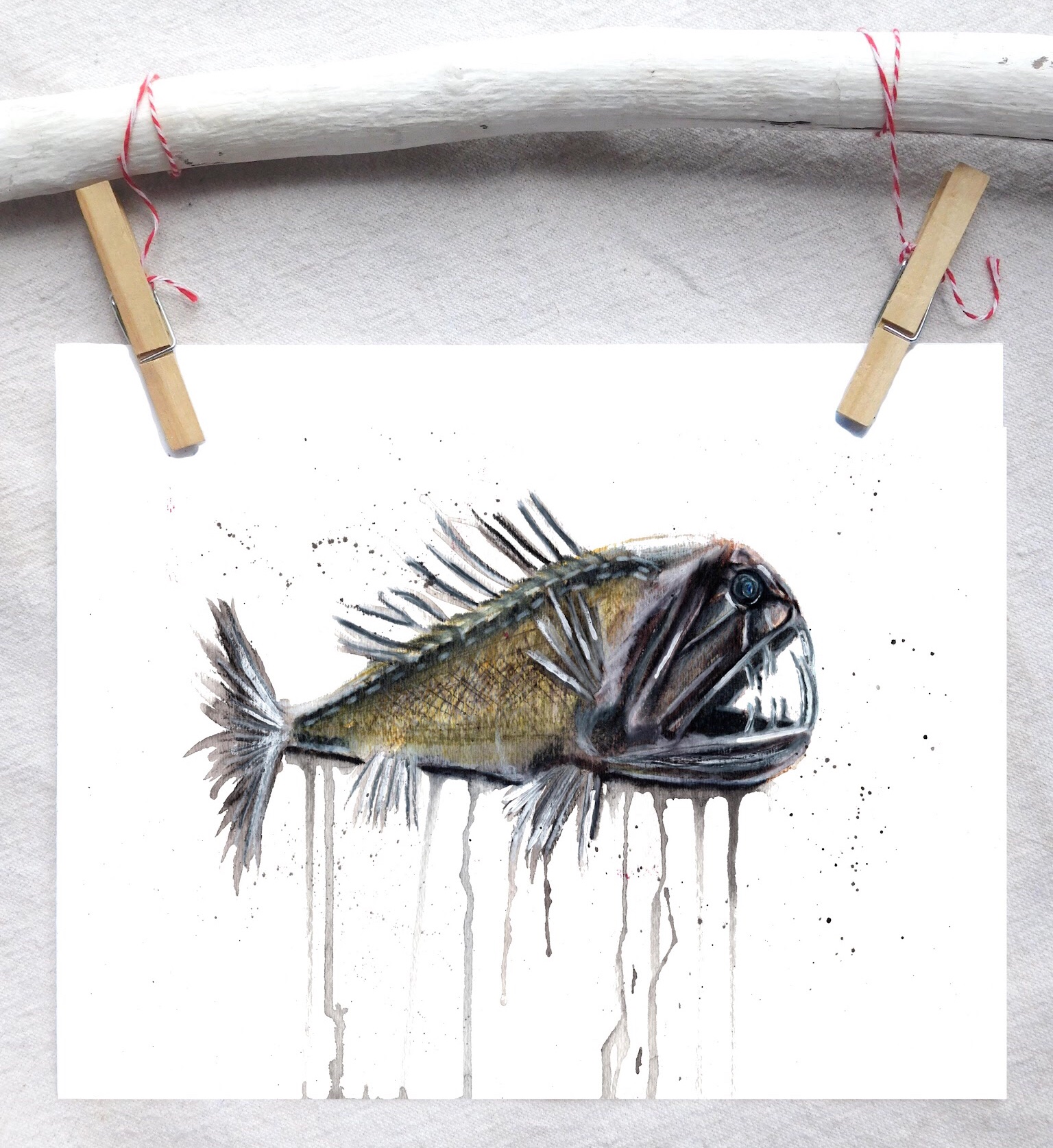 Common fangtooth