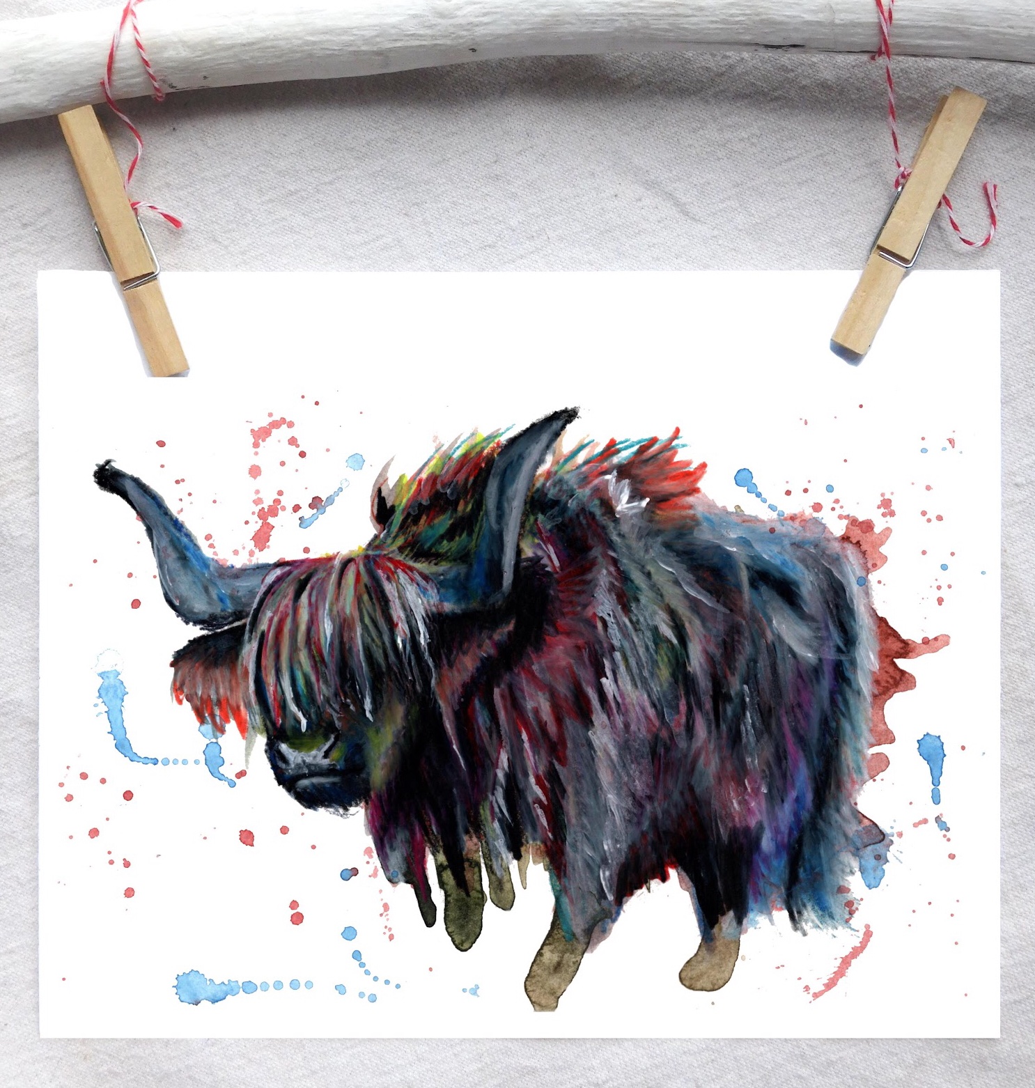 Highland cattle