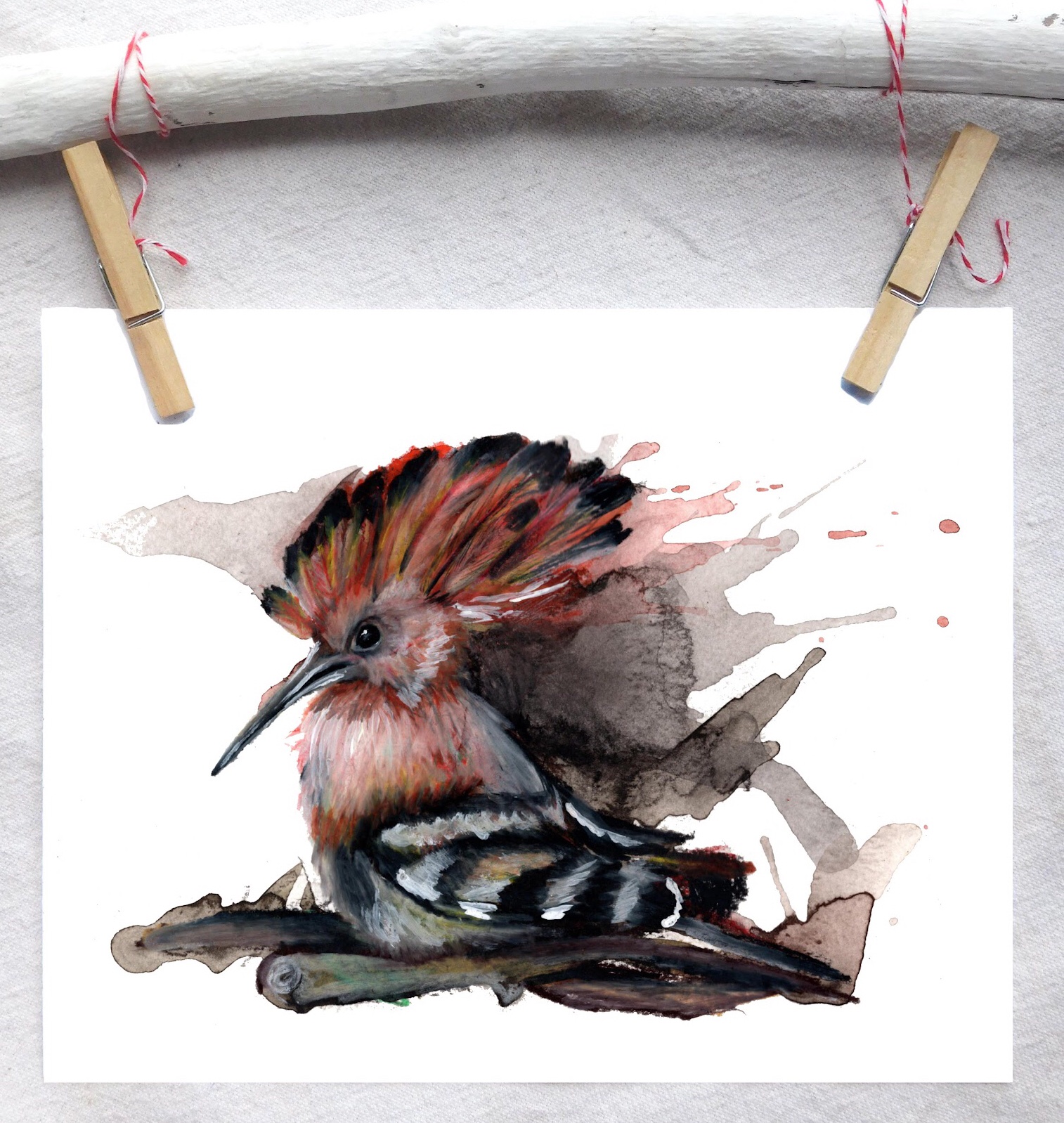 Hoopoe