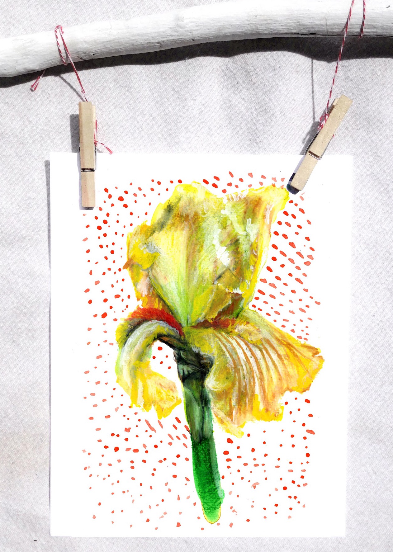 Yellow iris