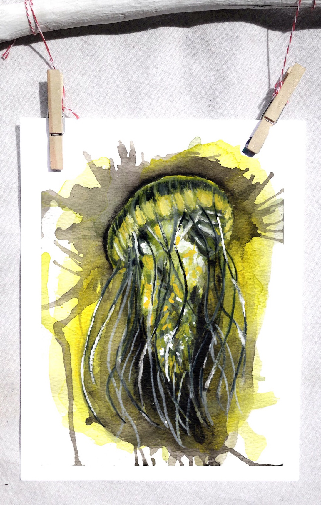 Pacific sea nettle