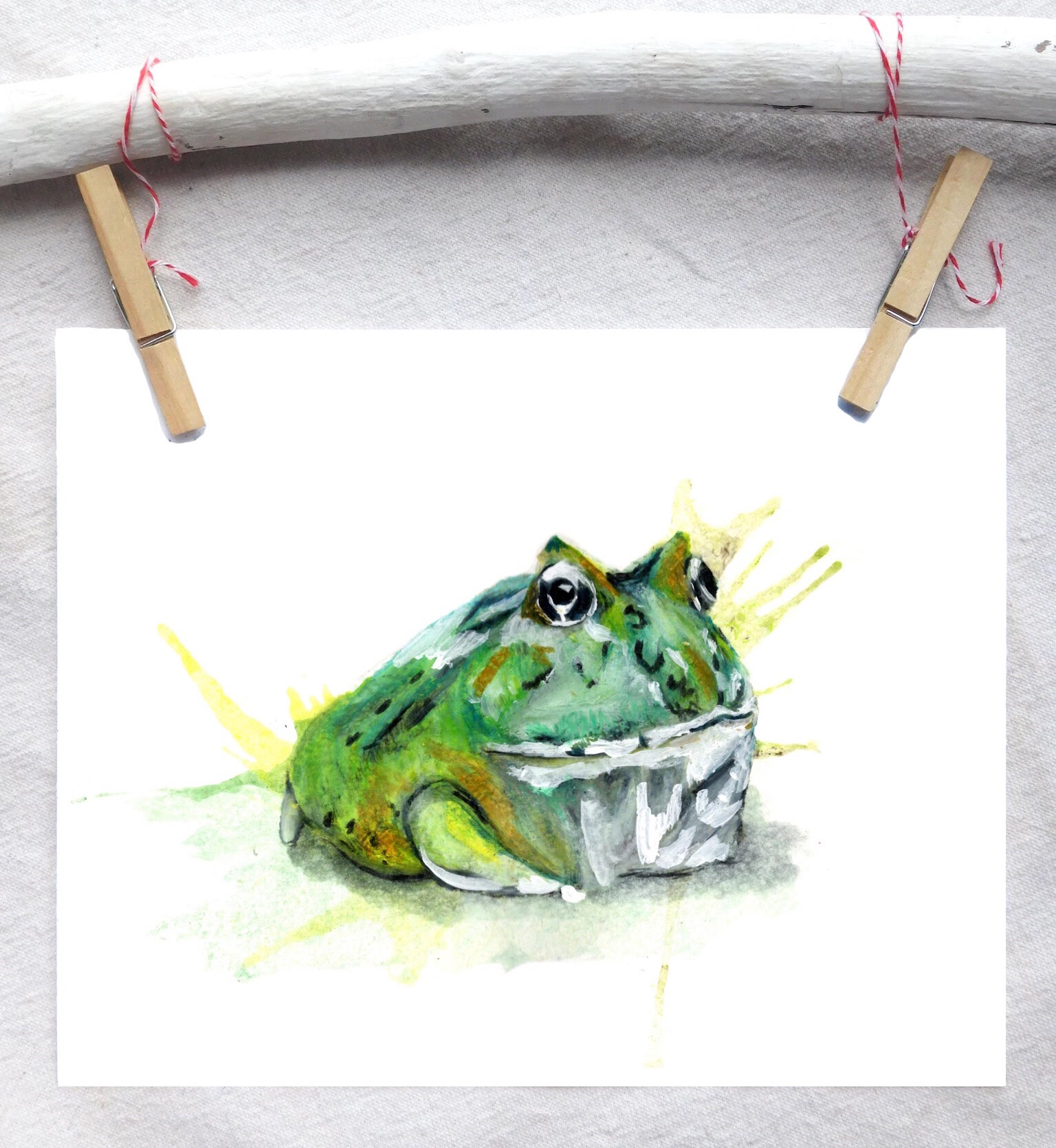 Pac-Man frog (Cranwell's)