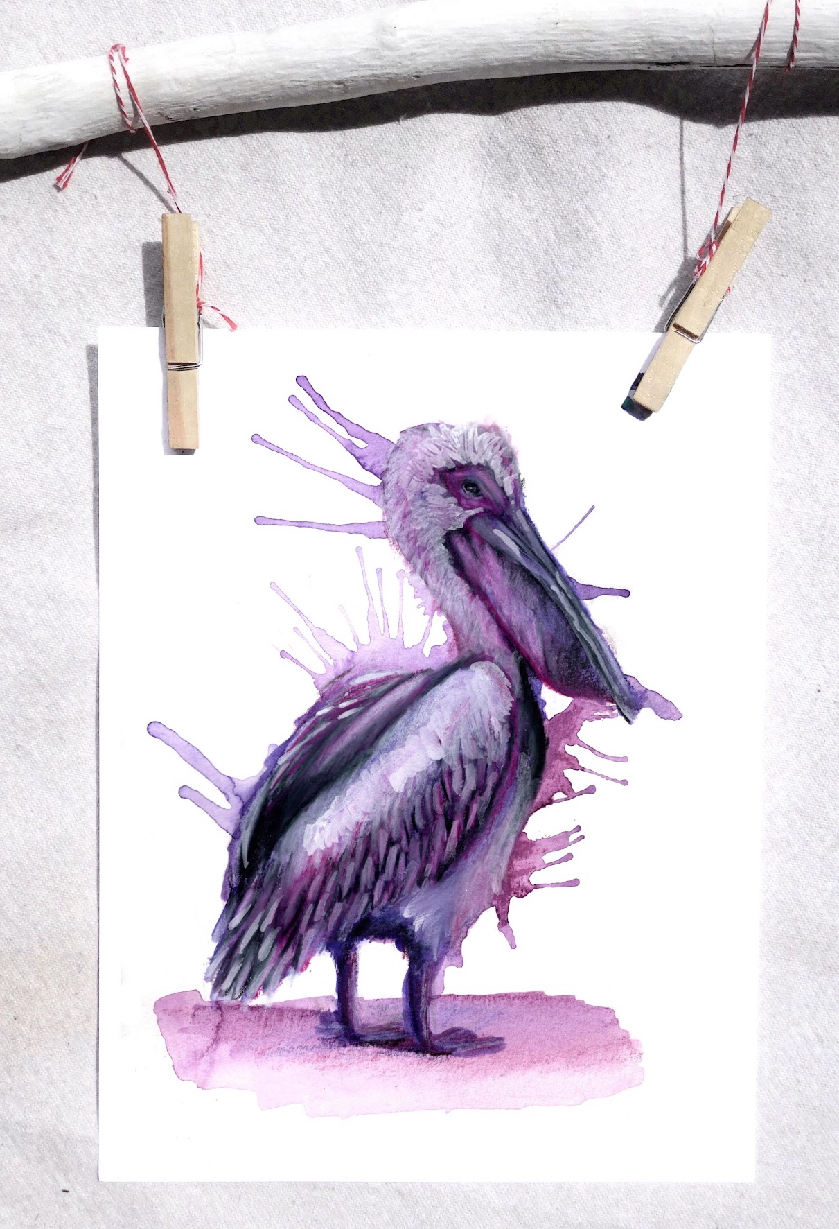 Pelican