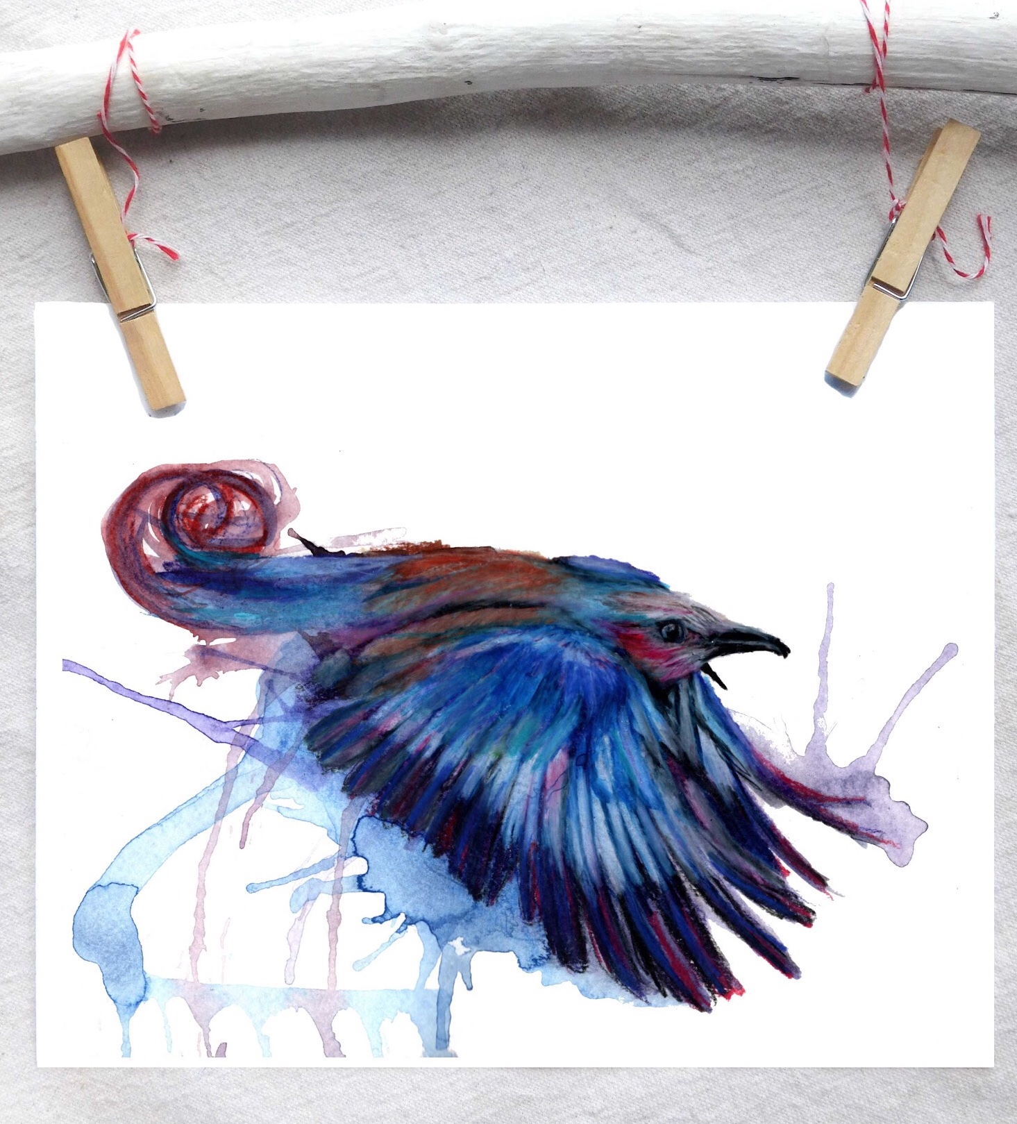 Lilac roller bird
