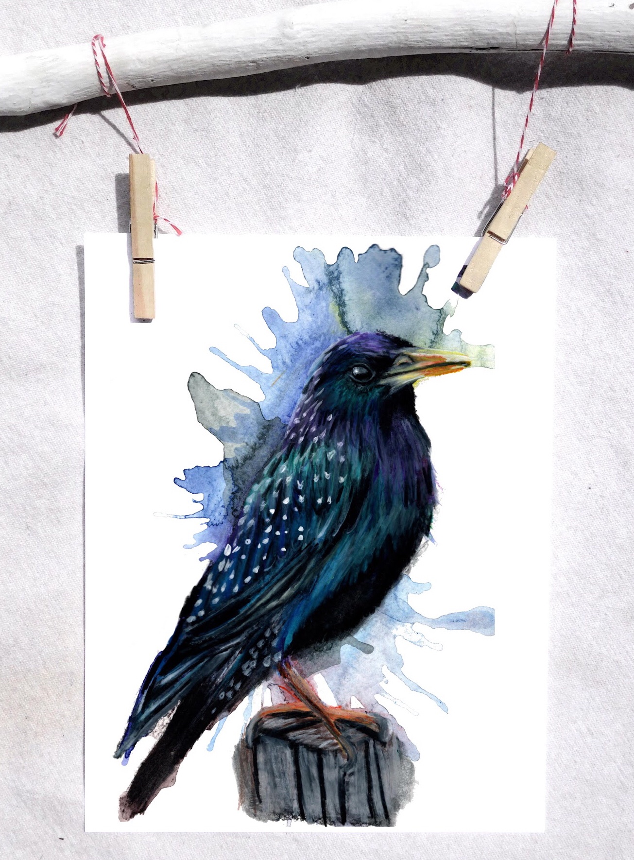 European starling