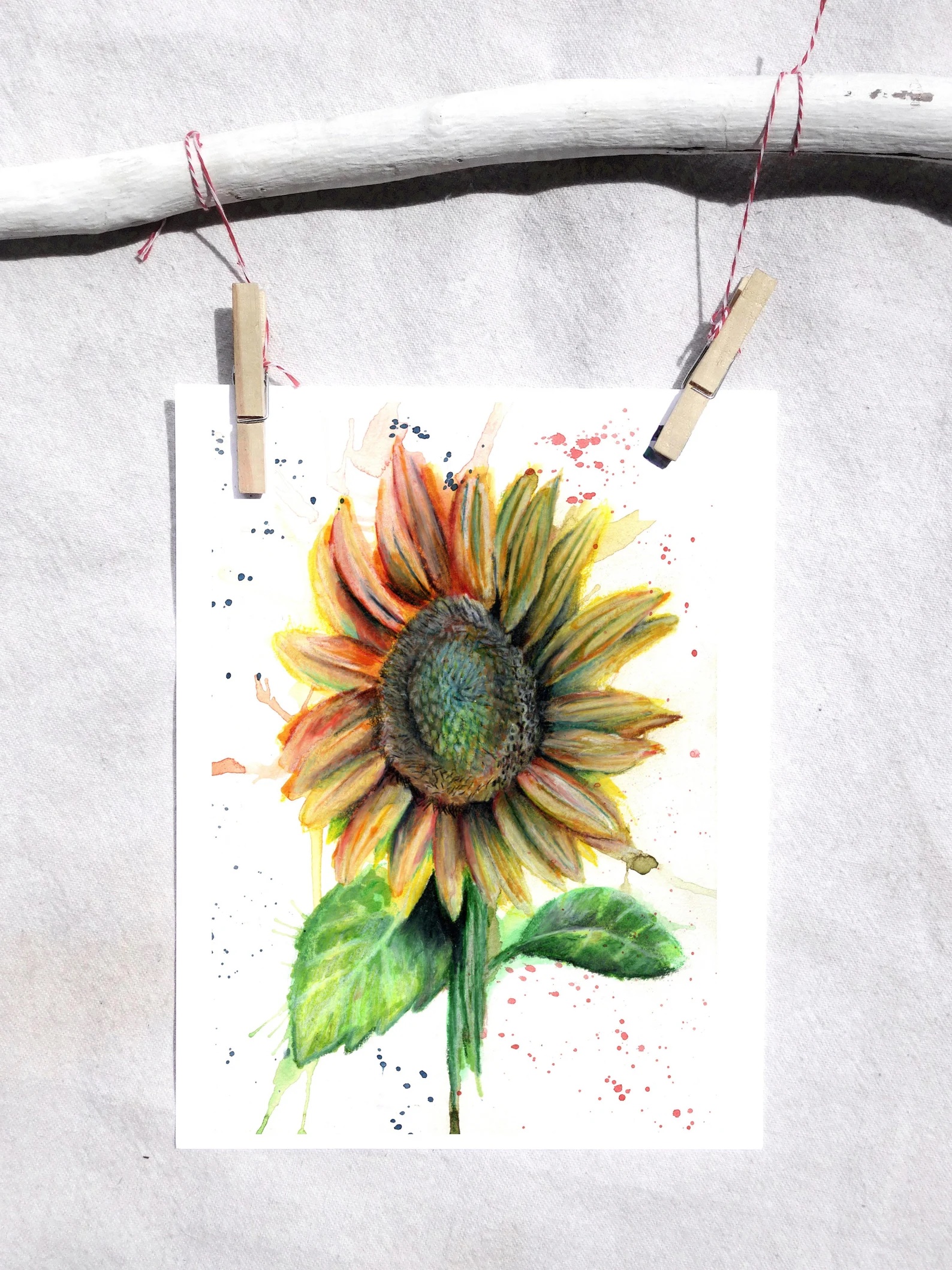 Sunflower