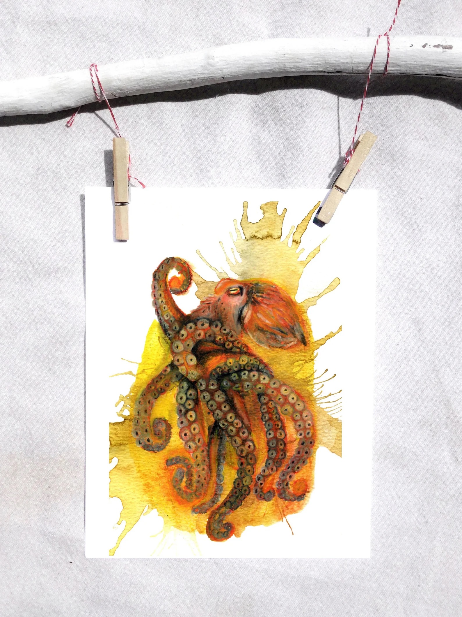 Pacific octopus
