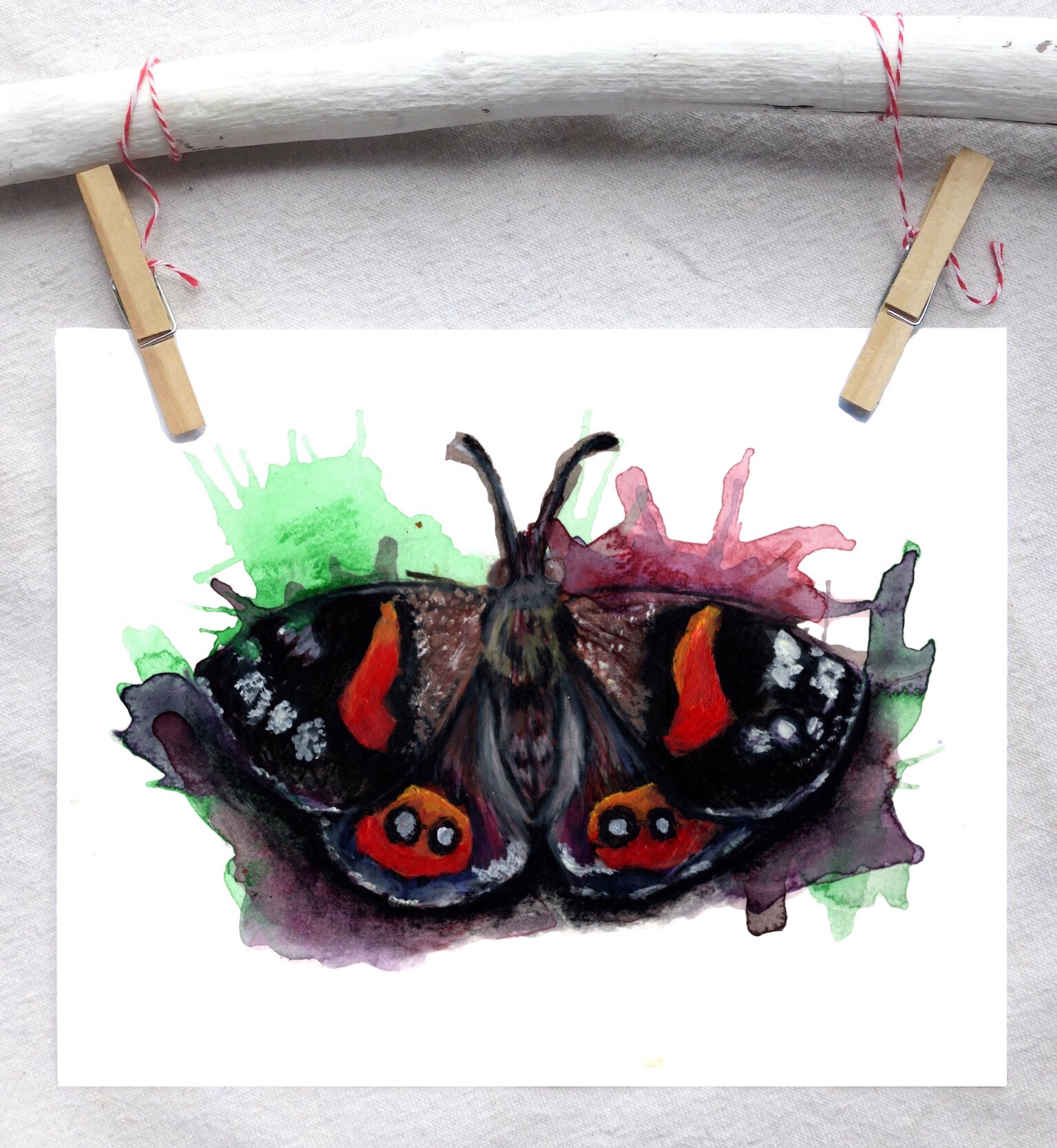 New Zealand Red admiral butterfly