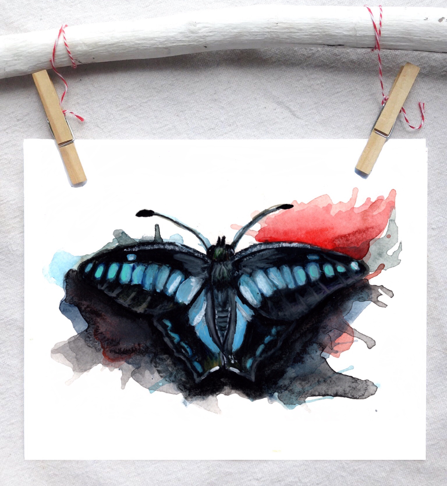 Blue Triangle butterfly