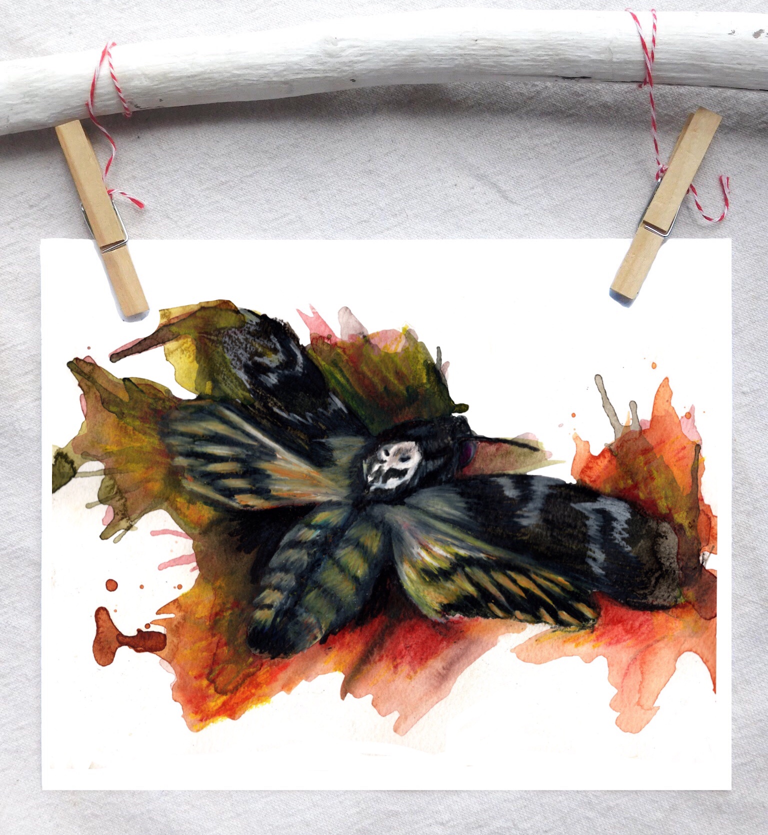 Death's head moth