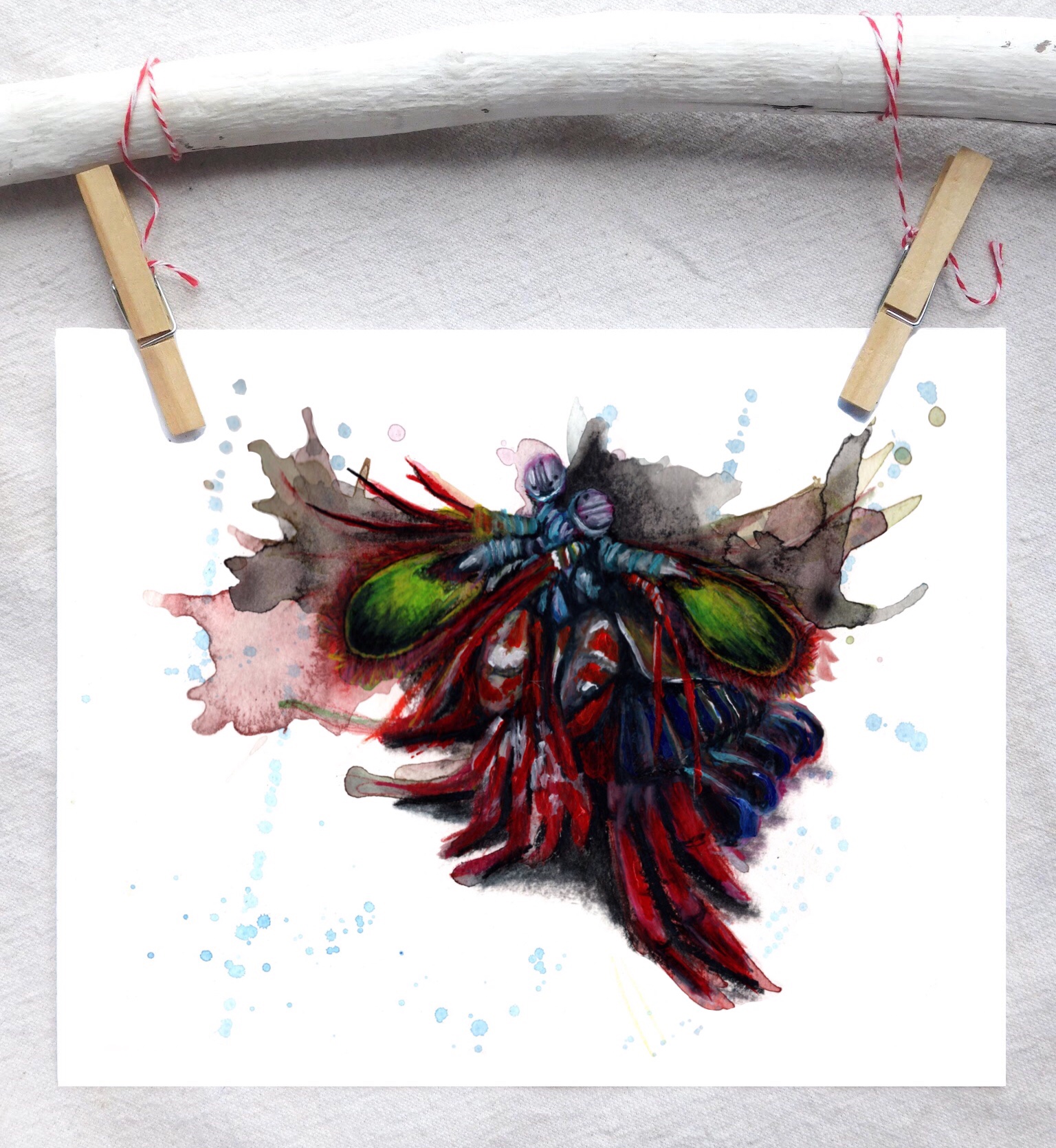 Peacock mantis shrimp