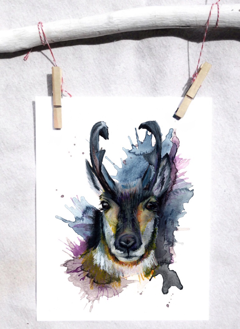 Pronghorn