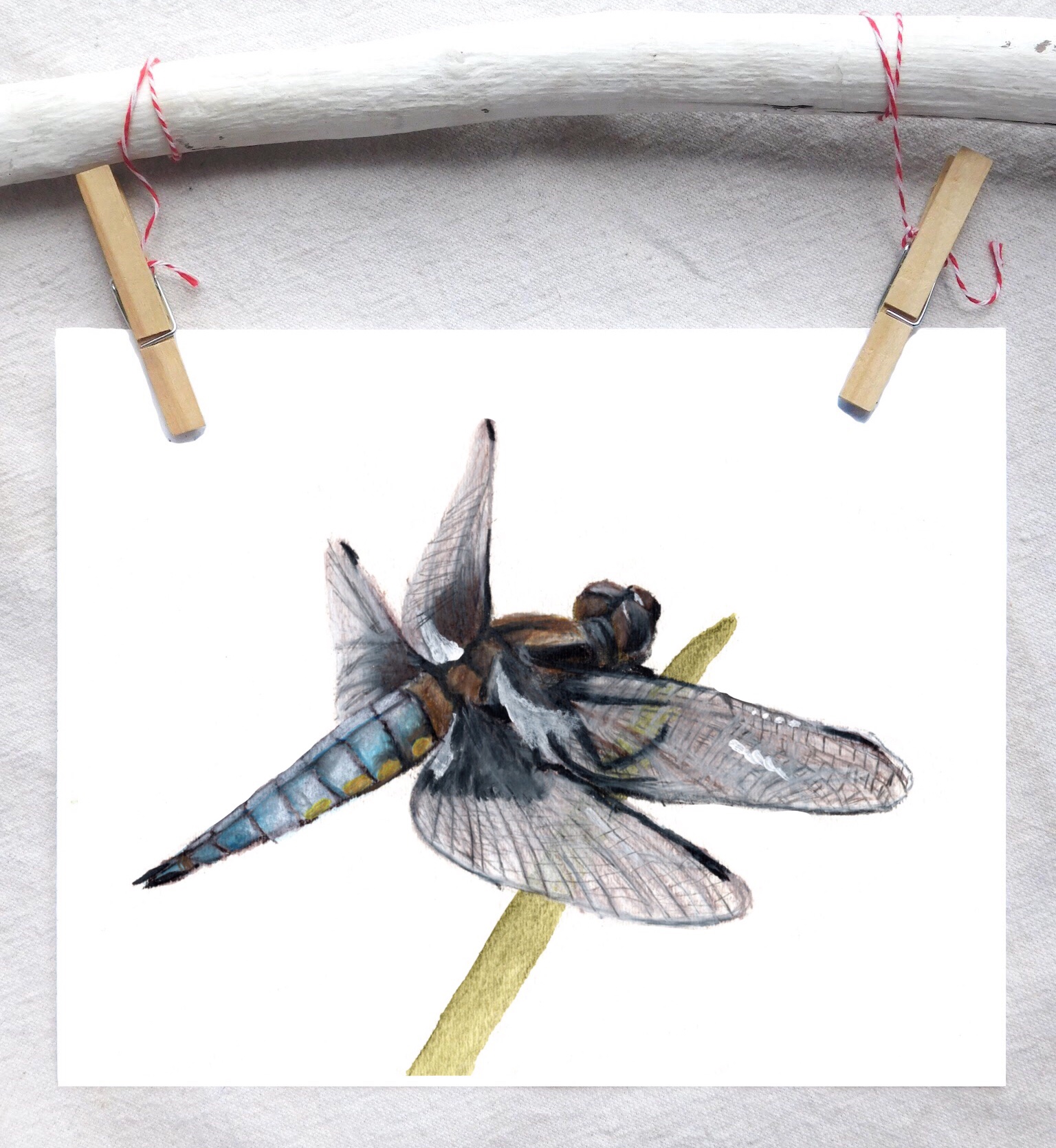 Blue Dasher dragonfly