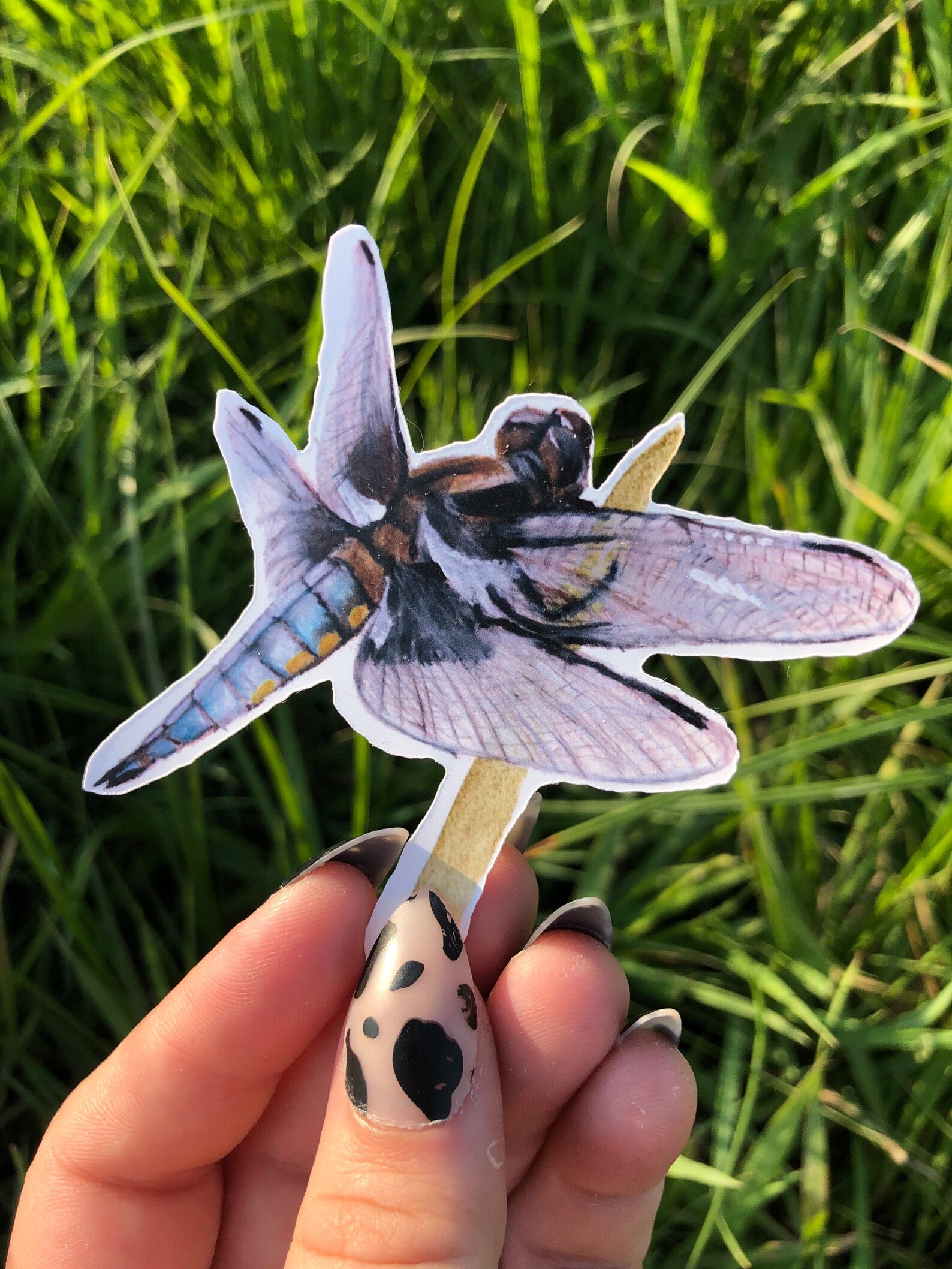 Blue Dasher dragonfly sticker