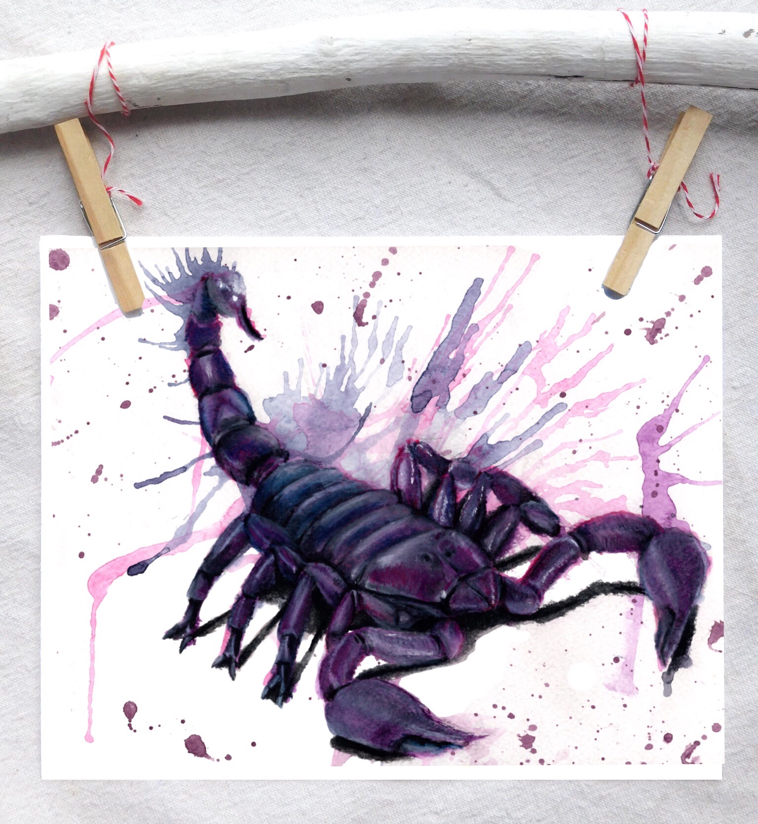 Emperor scorpion