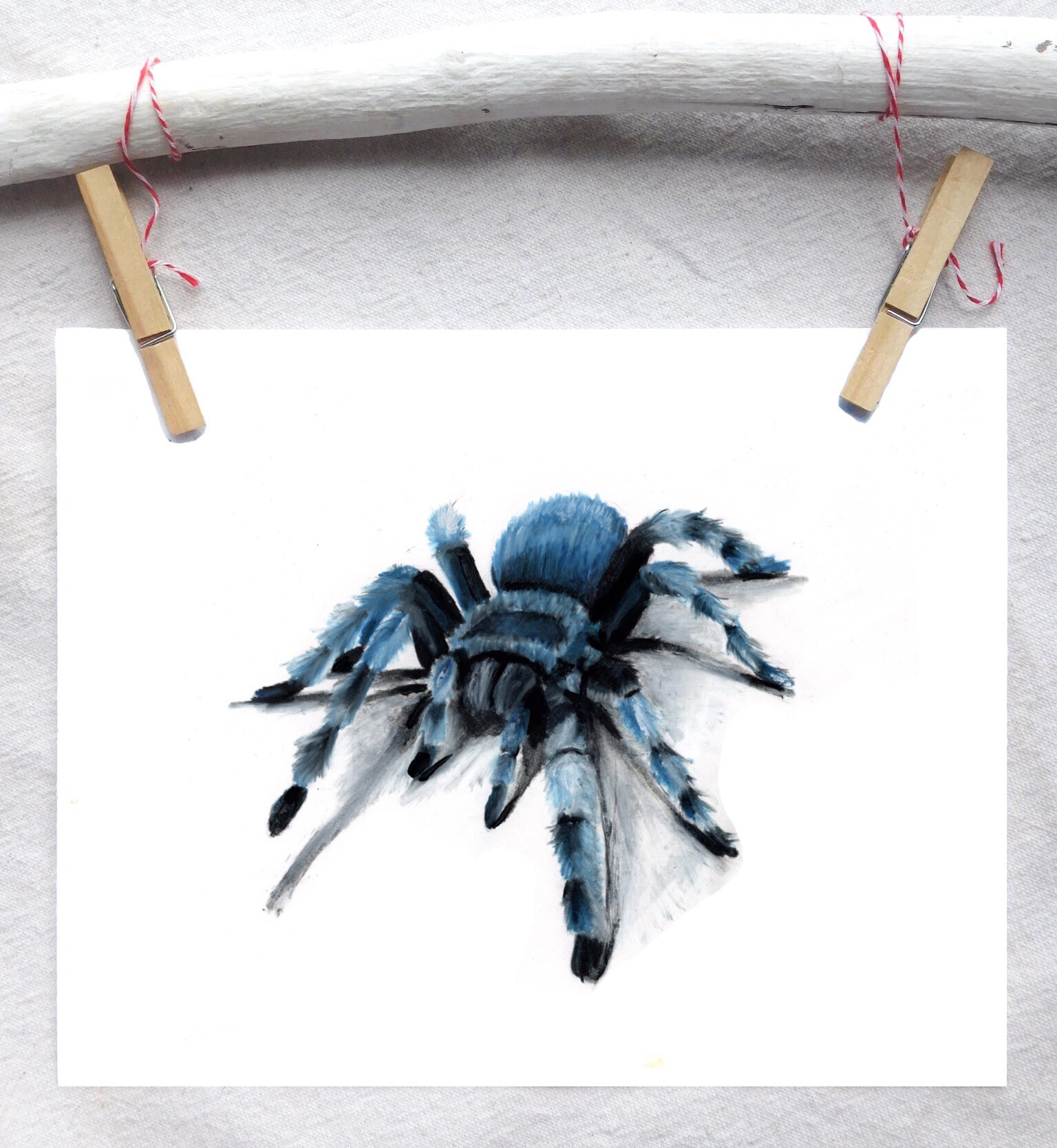Cobalt blue tarantula