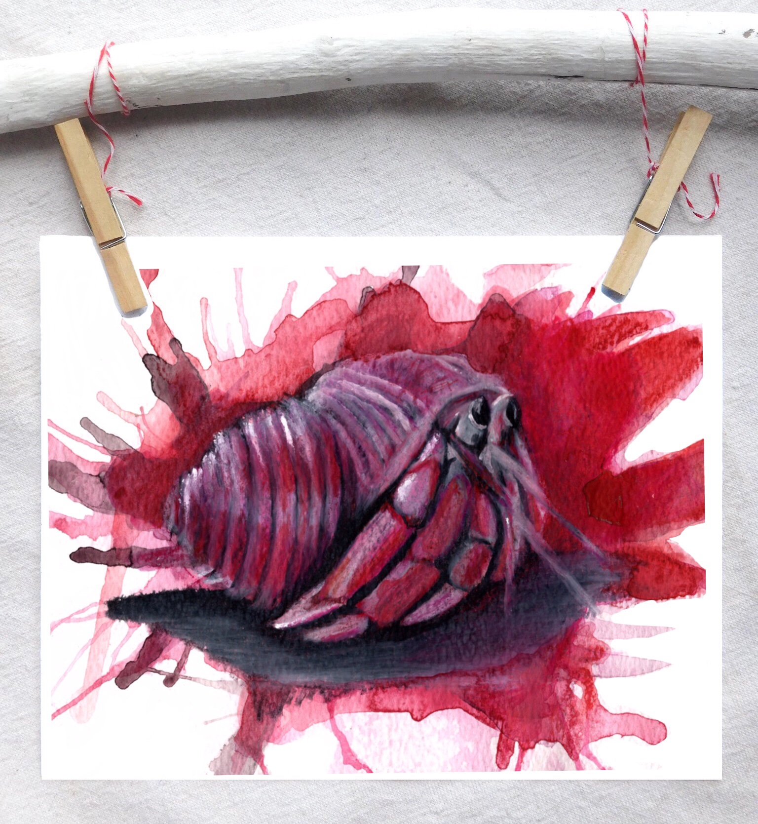 Hermit crab