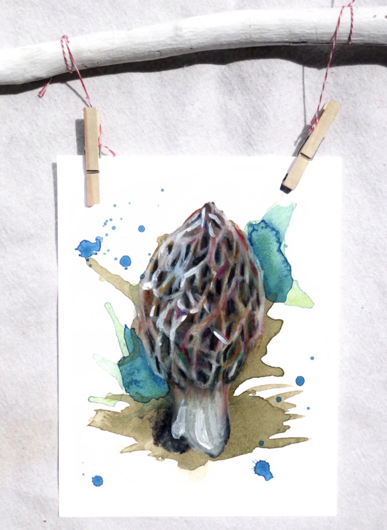 Morel