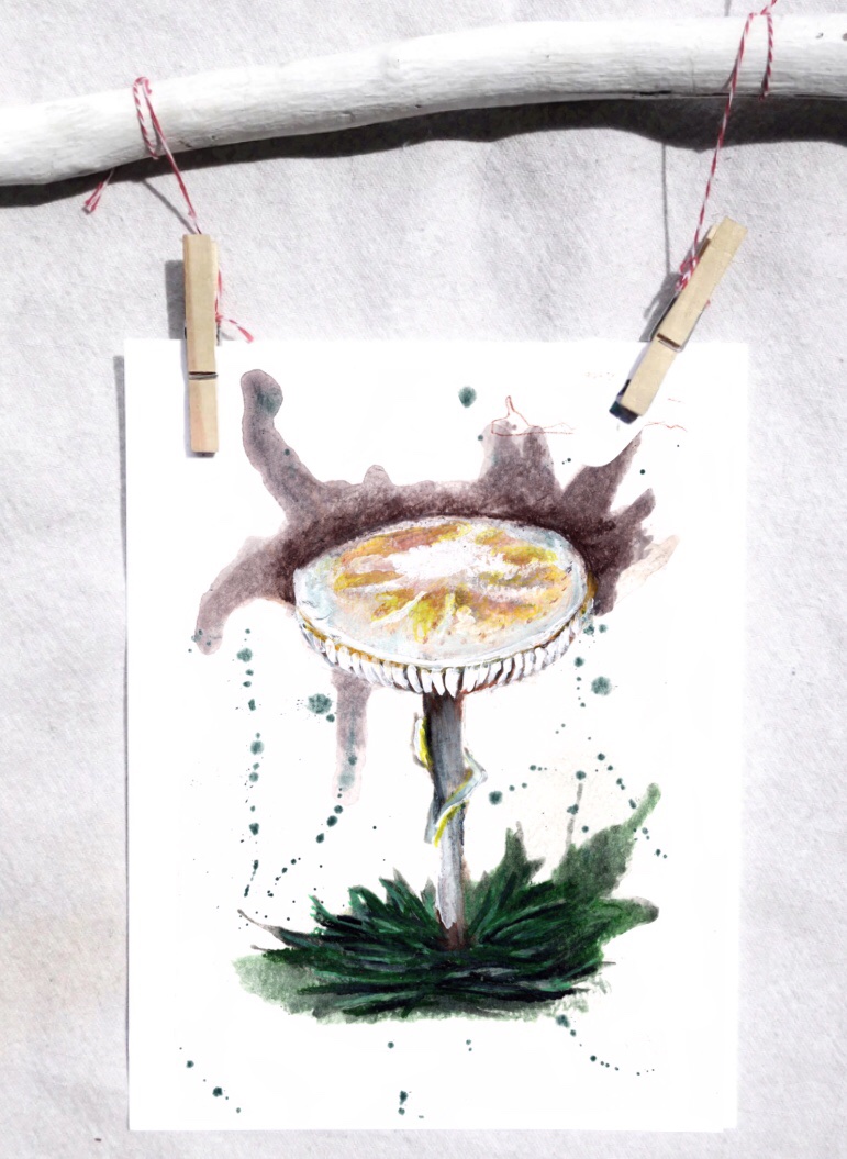 Destroying angel mushroom