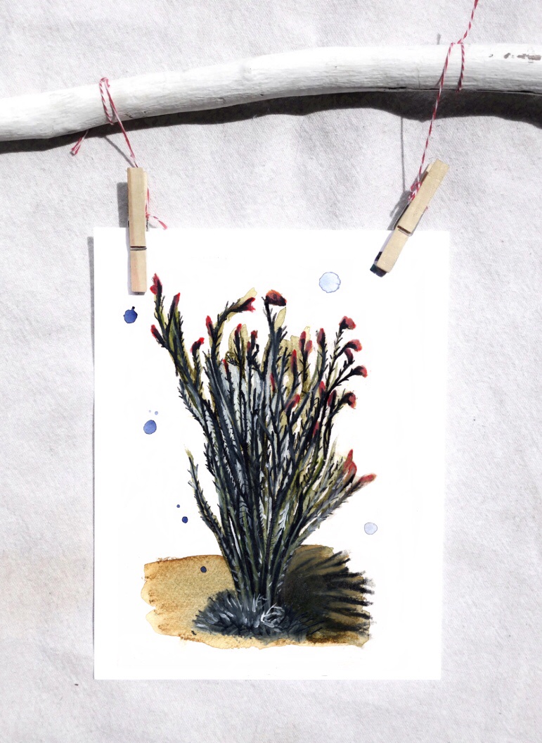Coach whip cactus