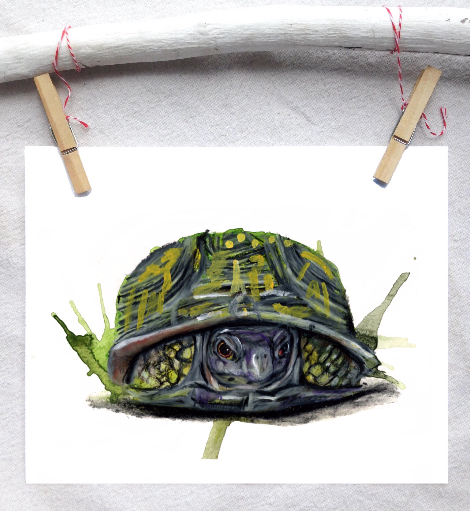 Angry box turtle