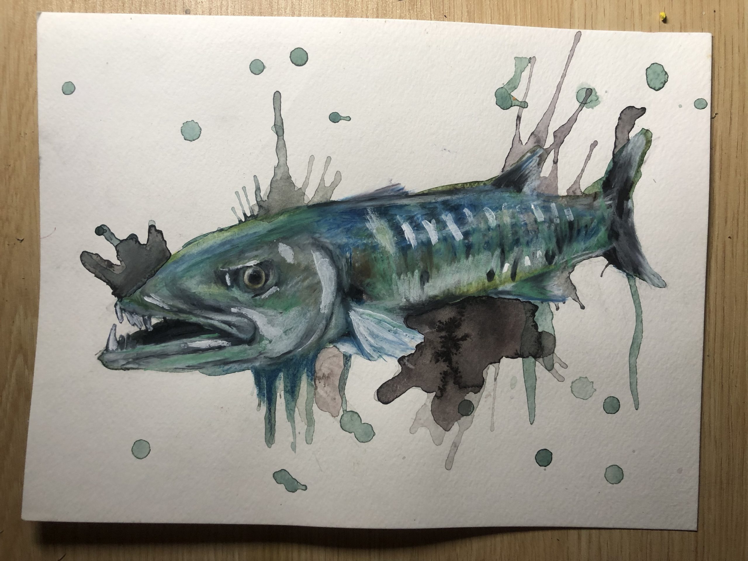 Barracuda 9x12