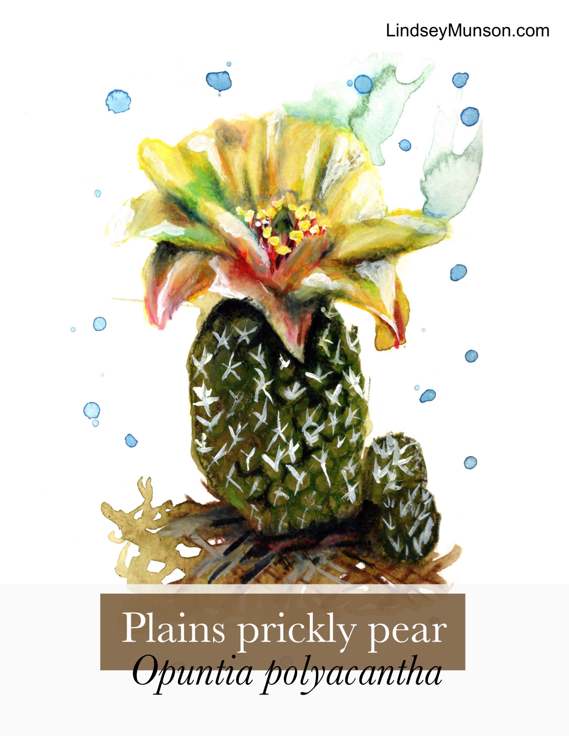Plains prickly pear