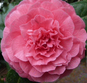 Camelia