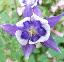Columbine
