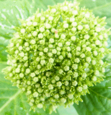 budding Hydrangea