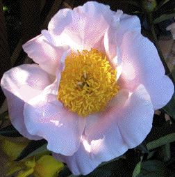 Peony