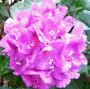 Rhododendron