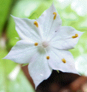 star flower