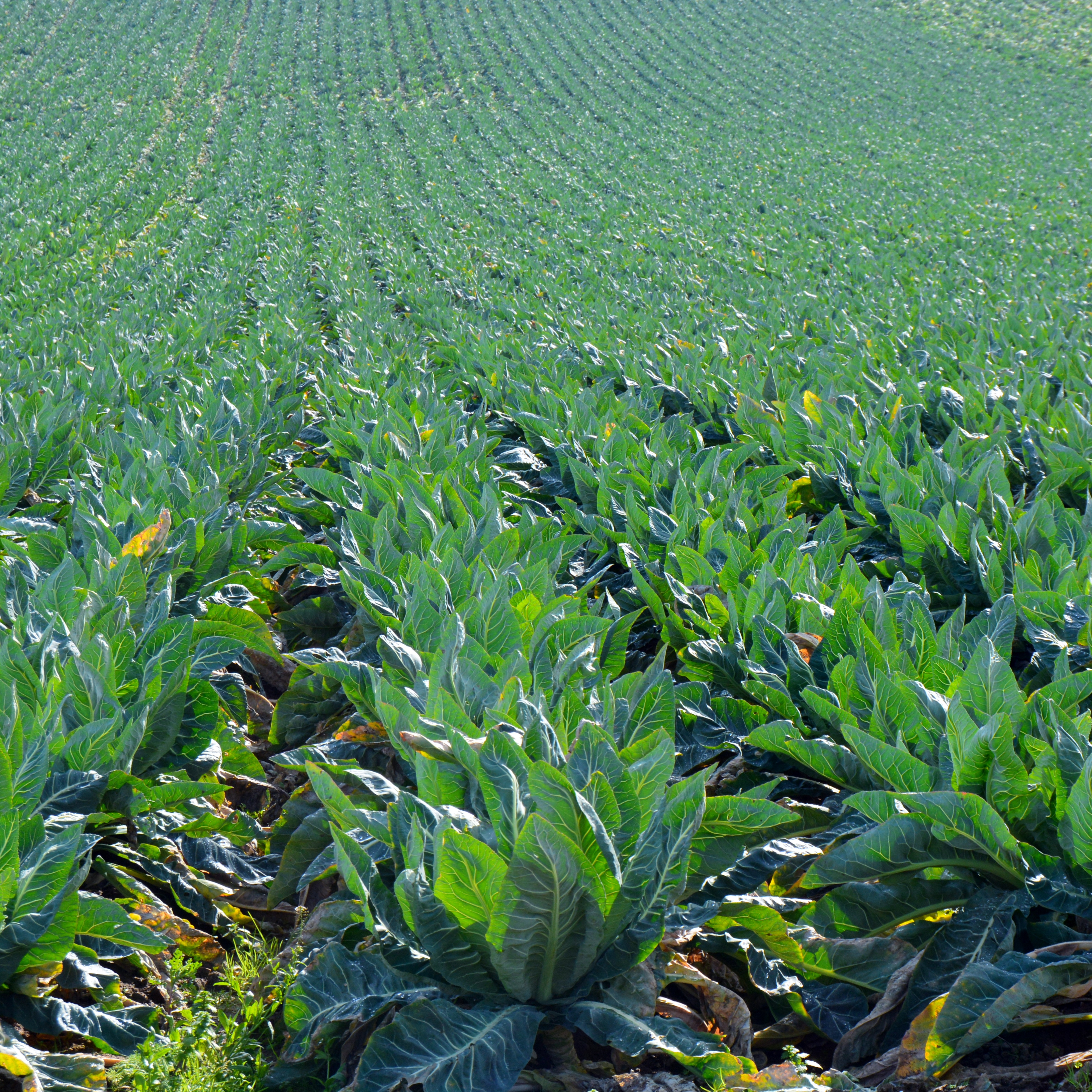 Cabbage field at North Foreland