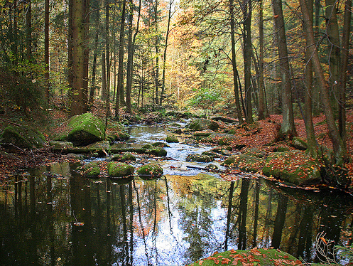 forest