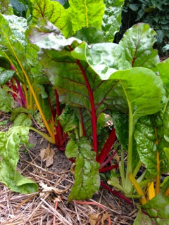 chard