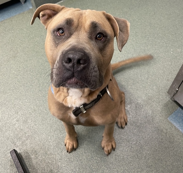 Max (Available for Adoption)