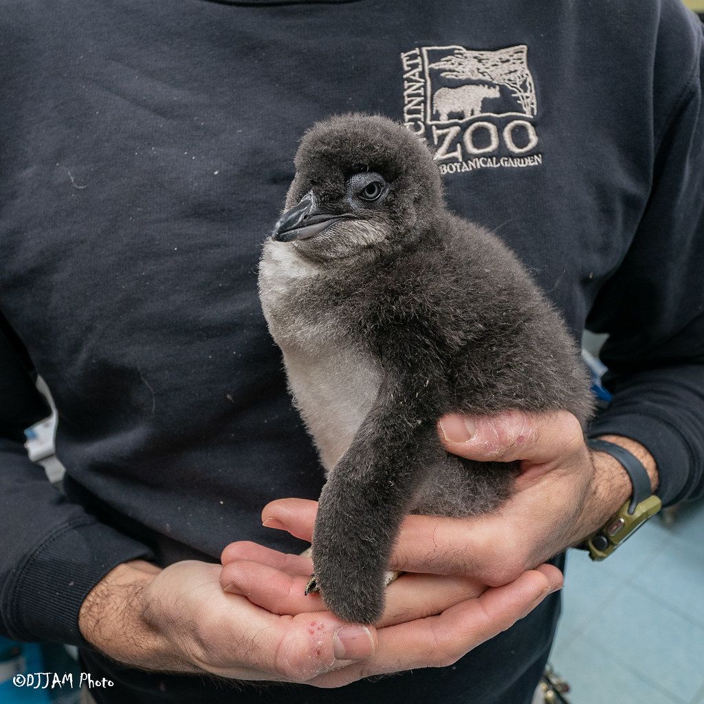 penguin